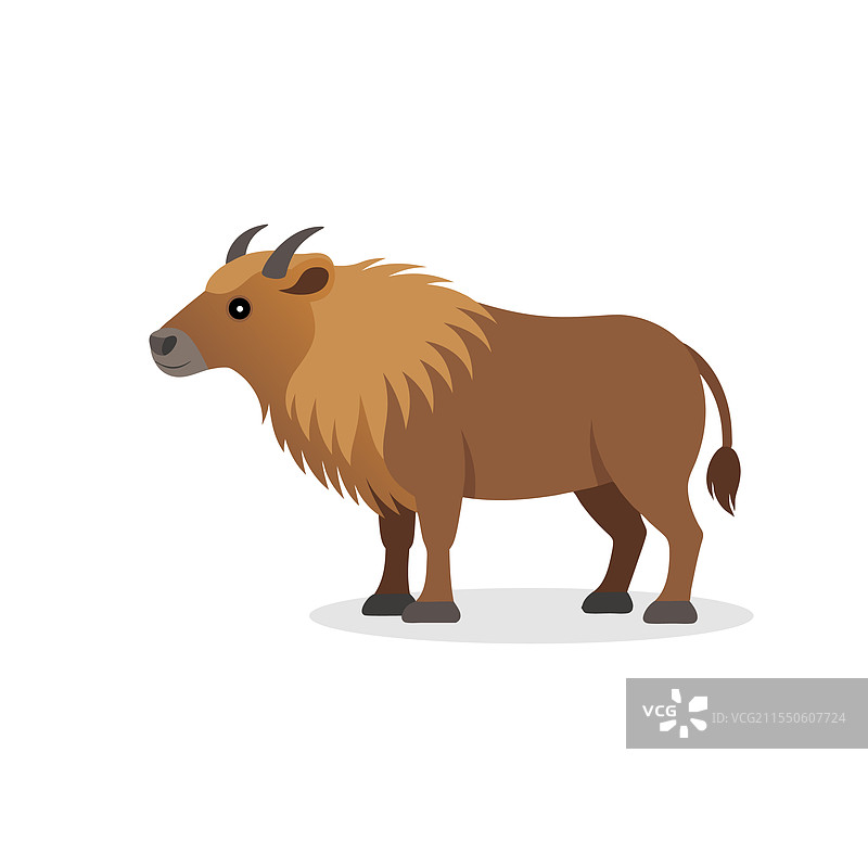 白色背景上的孤立塔金羊图片素材