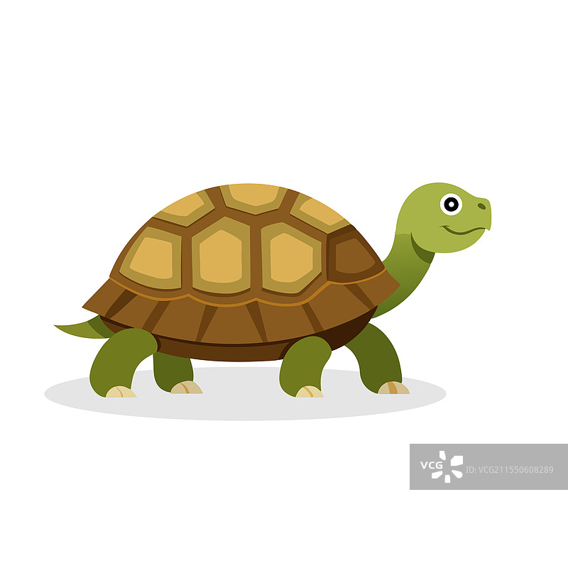 孤立在白色背景上的乌龟动物图片素材