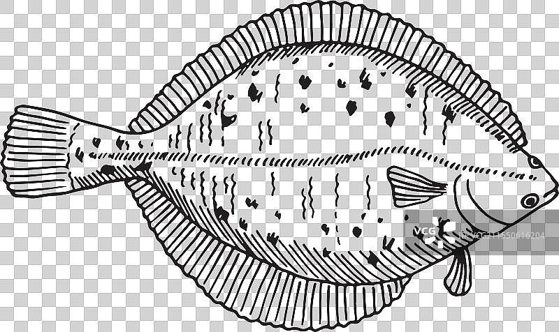 一条鱼以黑白色调展示。图片素材