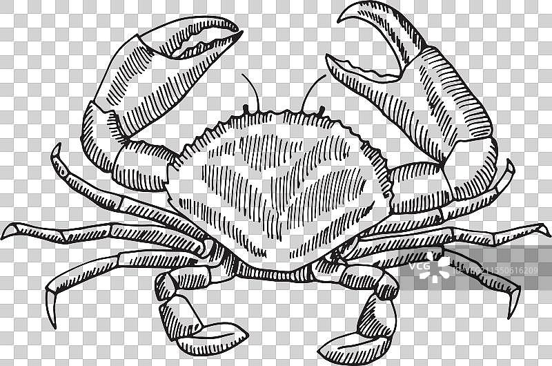 一只黑白绘制的螃蟹图片素材