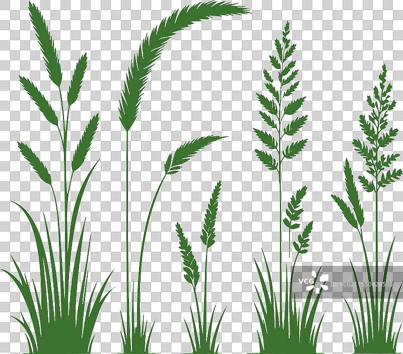 五种不同的草的剪影在白色背景上图片素材
