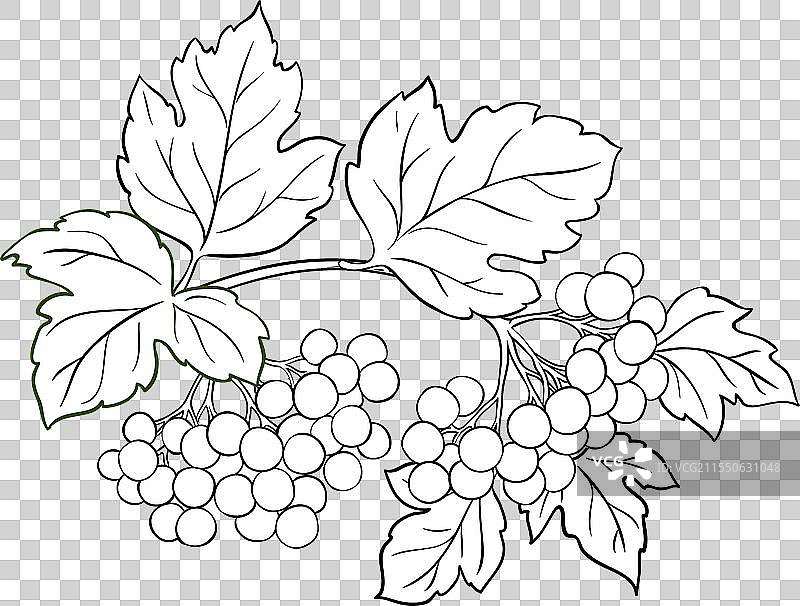 接骨木枝条轮廓图片素材