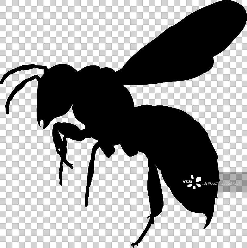 飞翔黄蜂的剪影图片素材