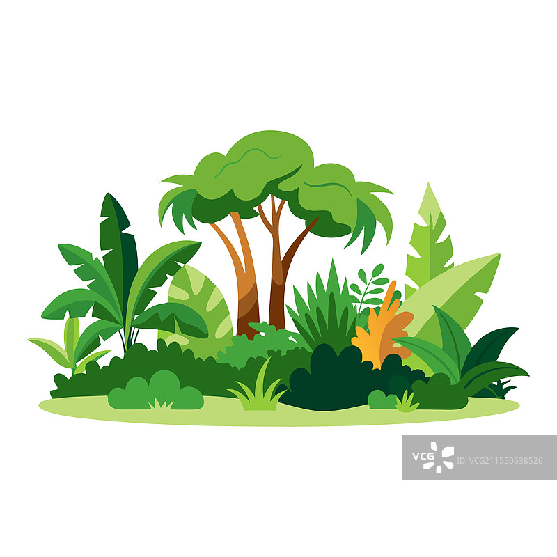 热带丛林孤立在白色背景上图片素材