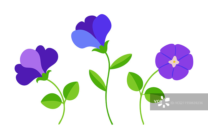 各种风格的蝶豆花蓝色花朵孤立展示图片素材