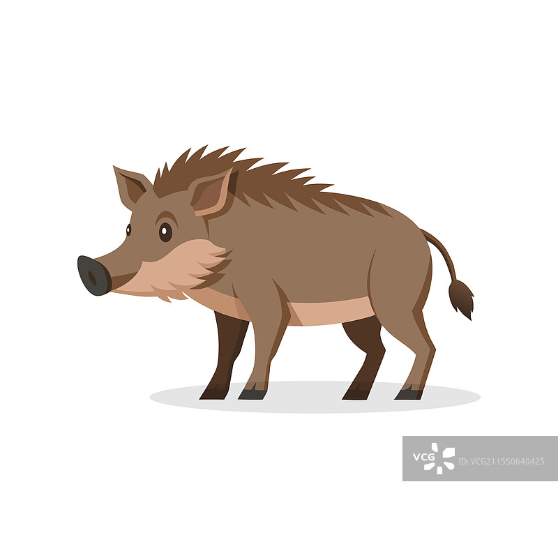 孤立的野猪，平铺在白色背景上图片素材