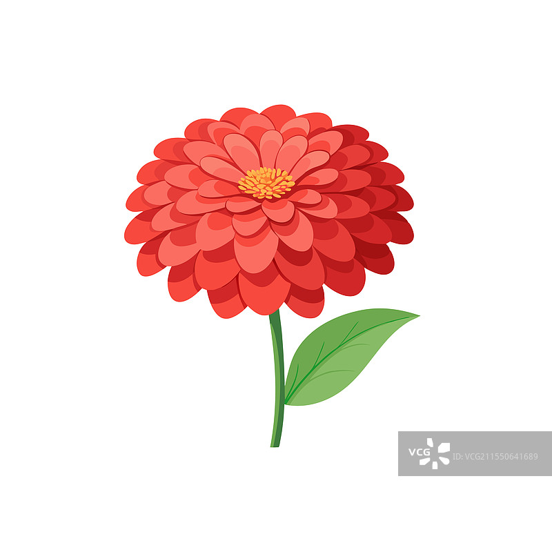 孤立的百日草花，平放在白色背景上图片素材