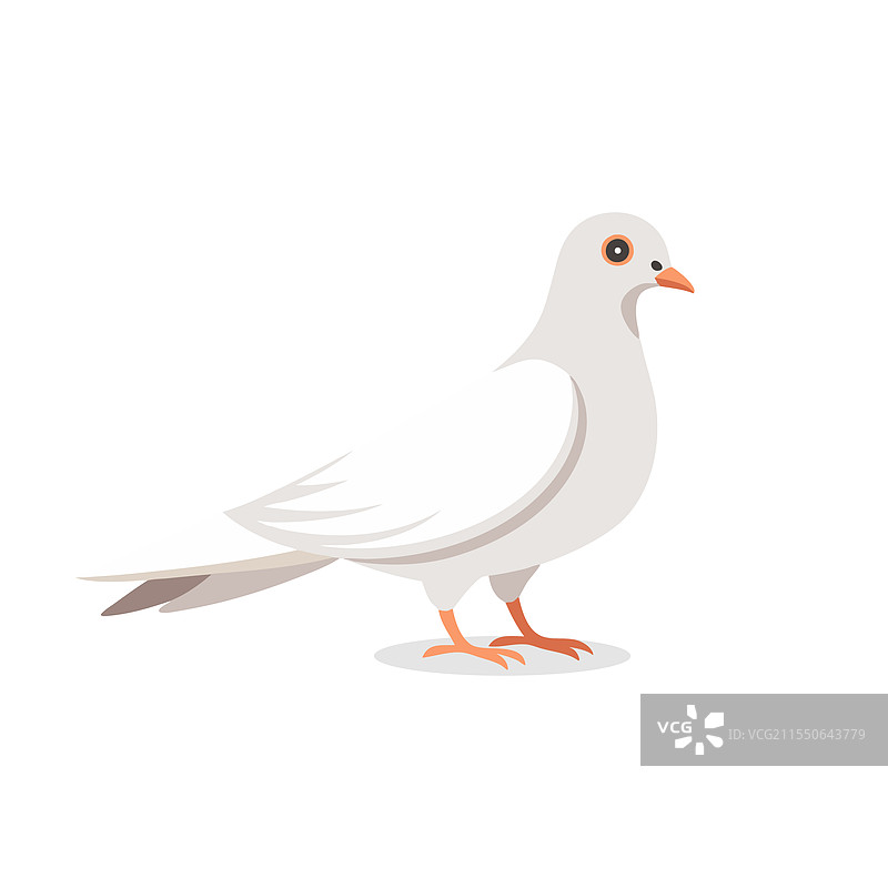 孤立的白鸽或白鸽平躺着图片素材