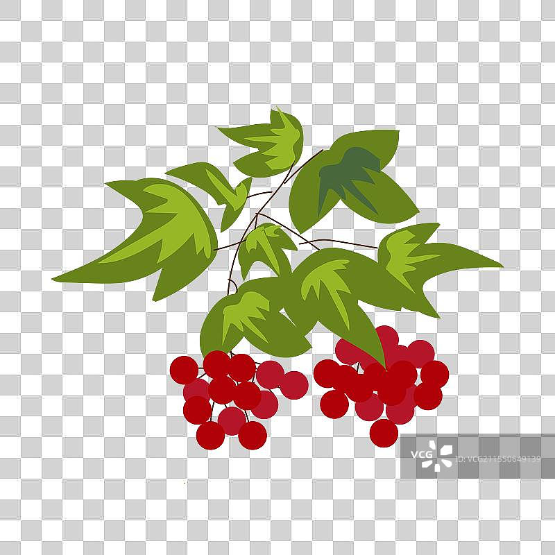 平面设计中的叶子和果实的荚蒾枝图片素材