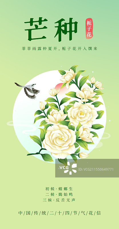 新中式二十四节气芒种和栀子花矢量插画海报图片素材