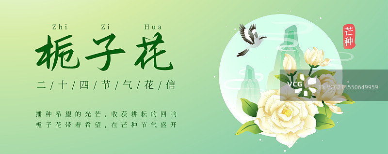 新中式二十四节气芒种和栀子花矢量插画海报图片素材