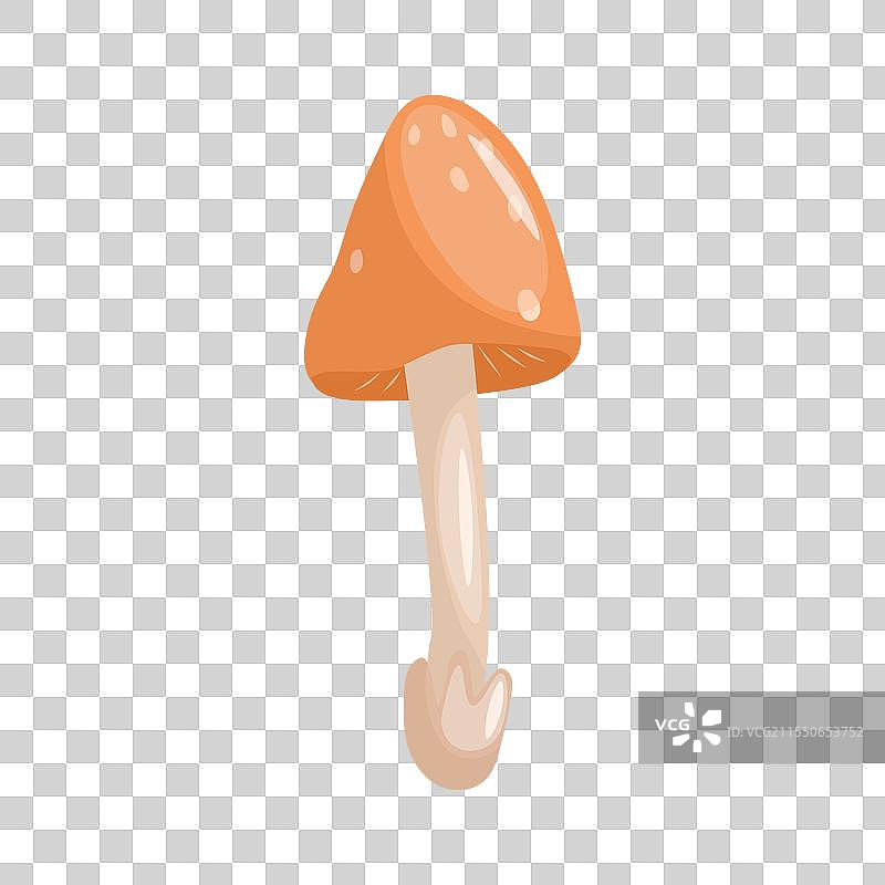 白色背景上的毒蝇伞蘑菇图片素材