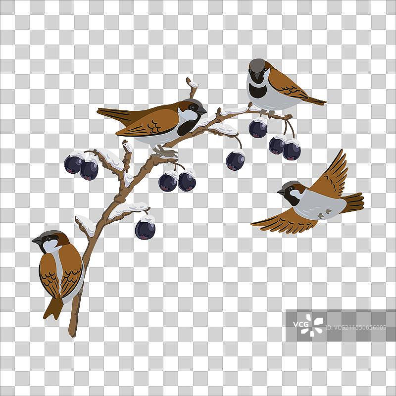 冬季树枝上的浆果图片素材