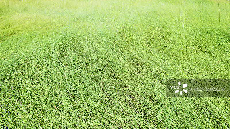 节节草图片素材
