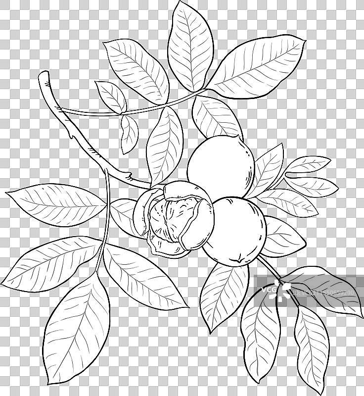 孤立的核桃树枝轮廓图片素材