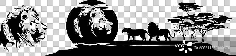 非洲草原上的狮子图片素材