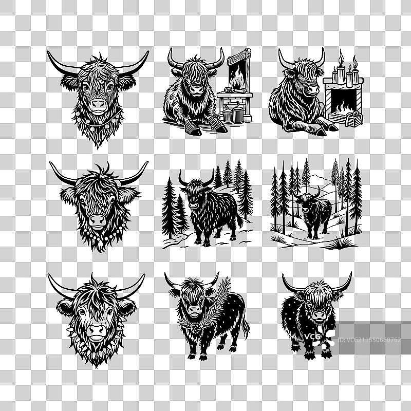 圣诞节的高地牛图像图片素材