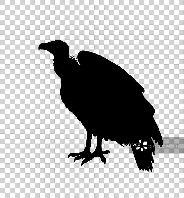 孤立的秃鹫剪影图片素材