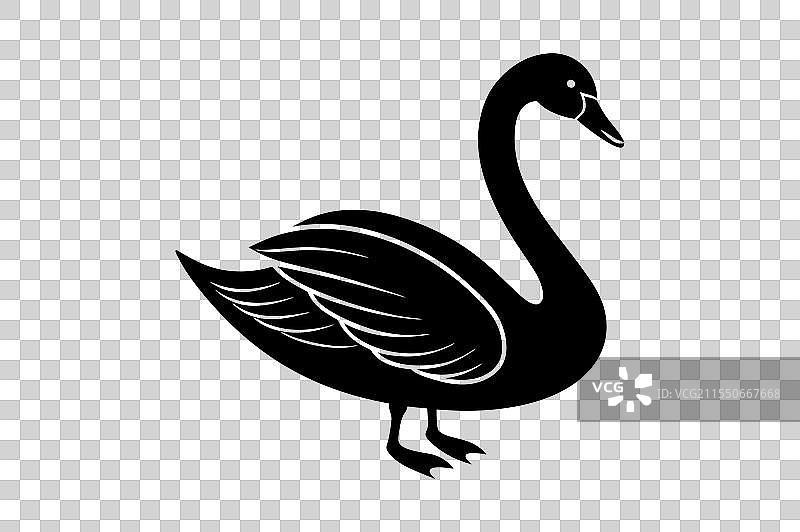优雅的贝威克天鹅剪影 - 优雅的黑色图片素材