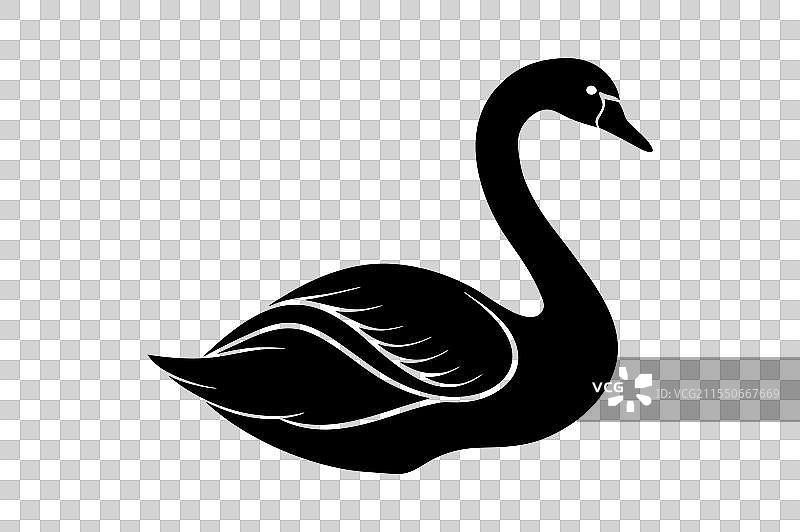 优雅的贝威克天鹅剪影 - 优雅的黑色图片素材