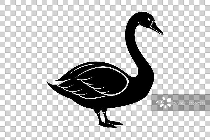 优雅的贝威克天鹅剪影 - 优雅的黑色图片素材