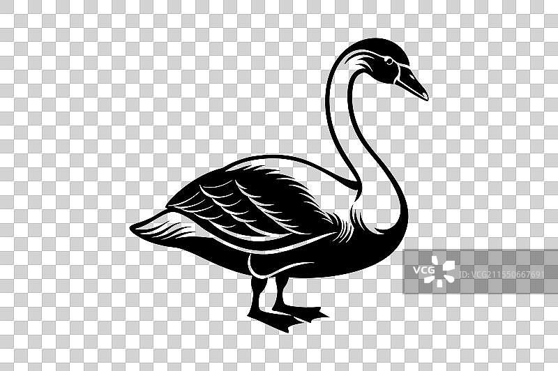 优雅的贝威克天鹅剪影 - 优雅的黑色图片素材
