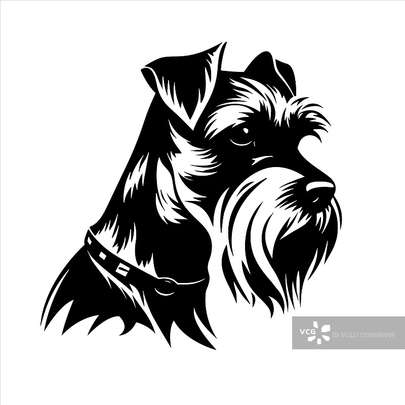 雪纳瑞犬品种宠物图片素材