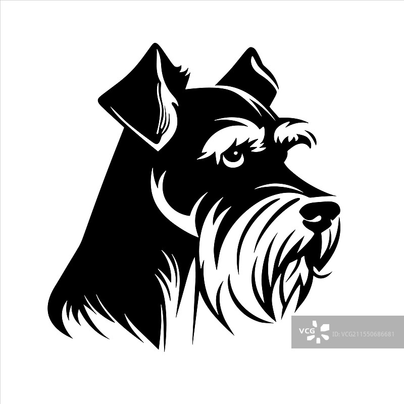 雪纳瑞犬品种宠物图片素材