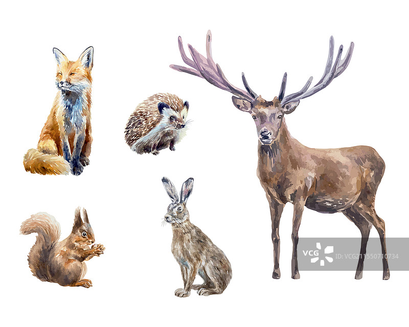 森林动物水彩画：鹿、狐狸、野兔图片素材