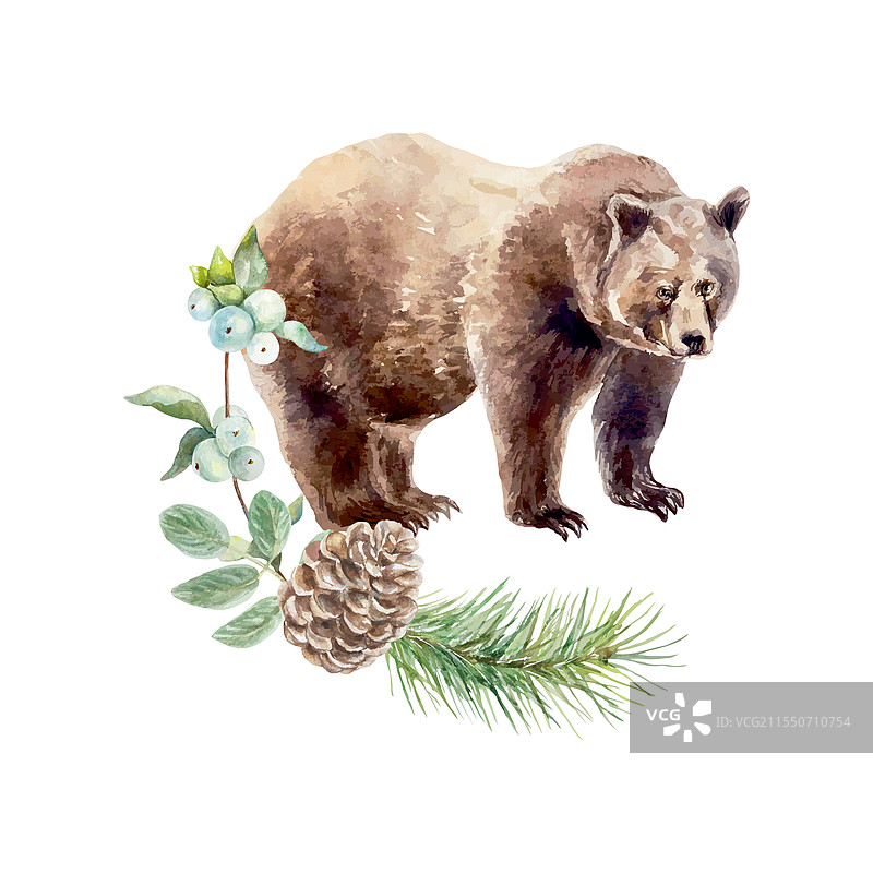 棕熊水彩画与冷杉树枝、松果和浆果图片素材