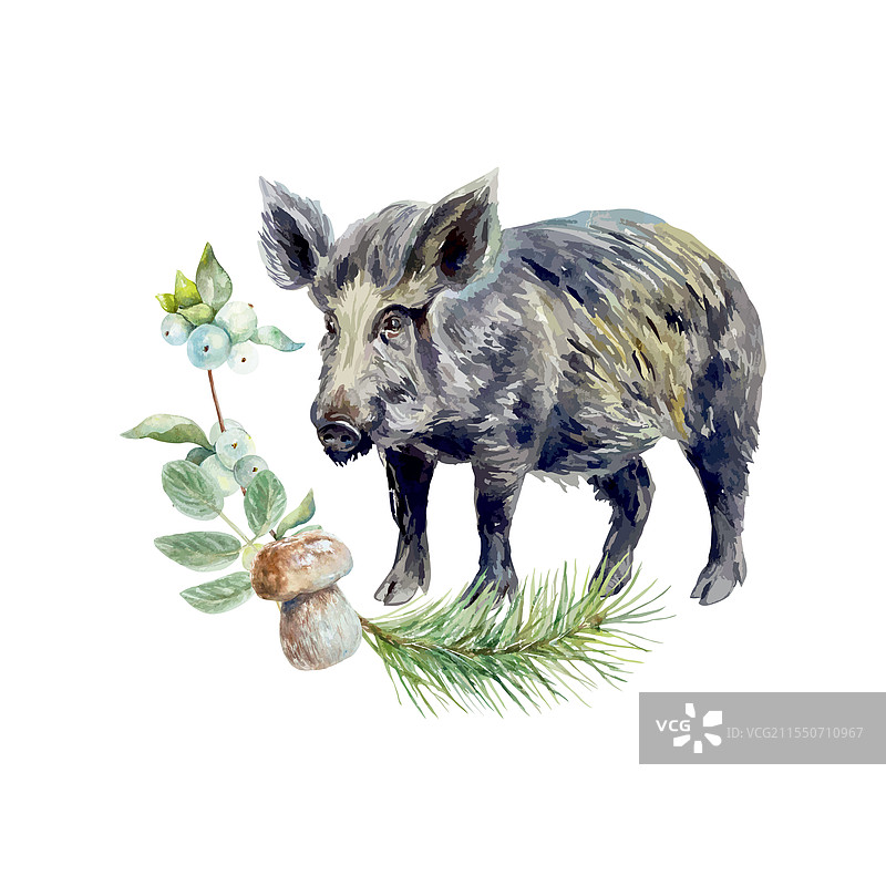 野猪 水彩画 松枝 蘑菇 浆果图片素材