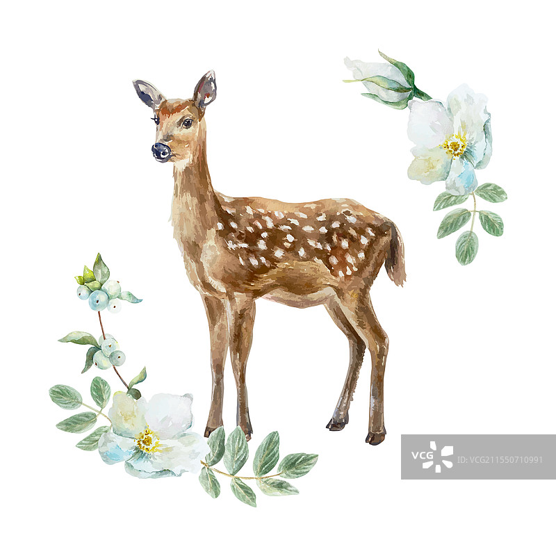 斑点梅花鹿水彩画与白色花朵图片素材