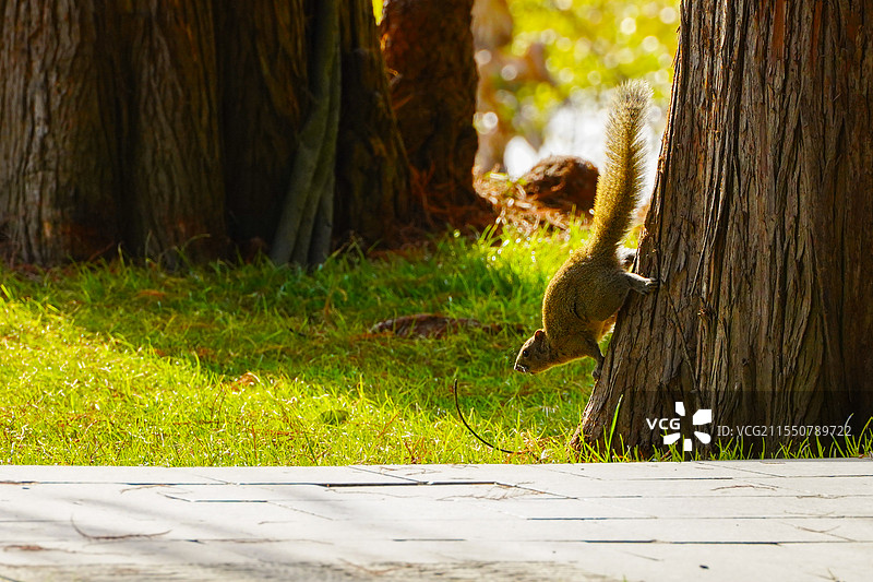 东湖松鼠图片素材