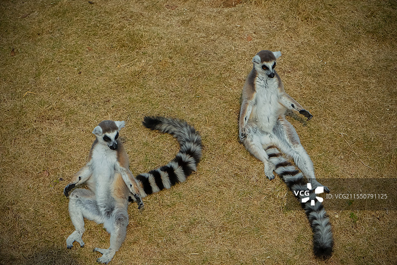 广州动物园的环尾狐猴图片素材