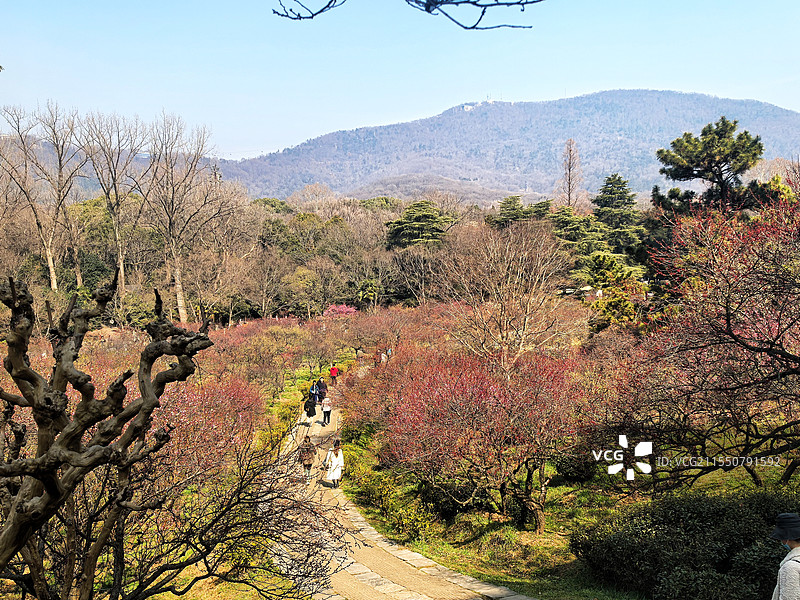 南京明孝陵景区梅花山梅花图片素材