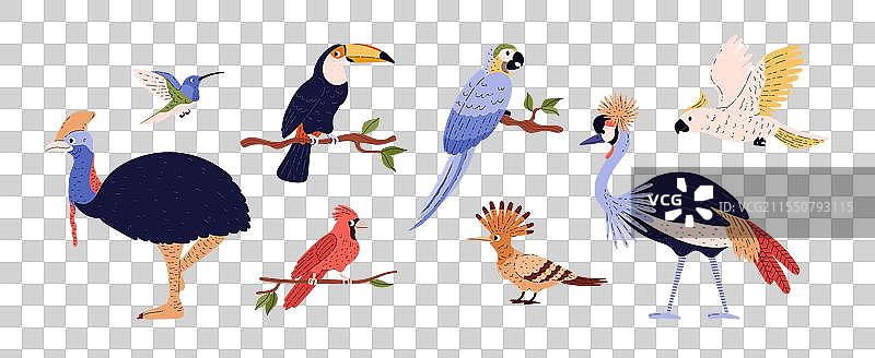 异国情调的热带鸟类组合图片素材