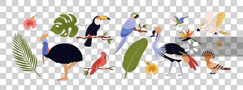 热带鸟类卡通风格系列图片素材