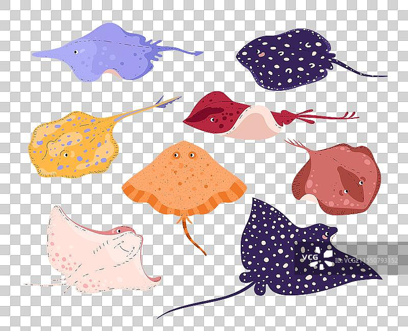 孤立的黄貂鱼组图片素材