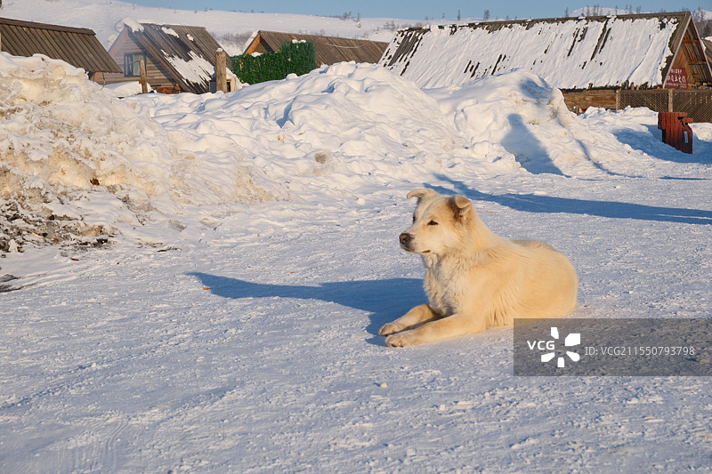 雪地里的狗图片素材