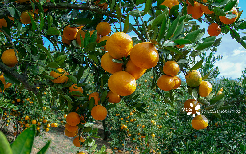 湖北十堰：橘子黄了图片素材