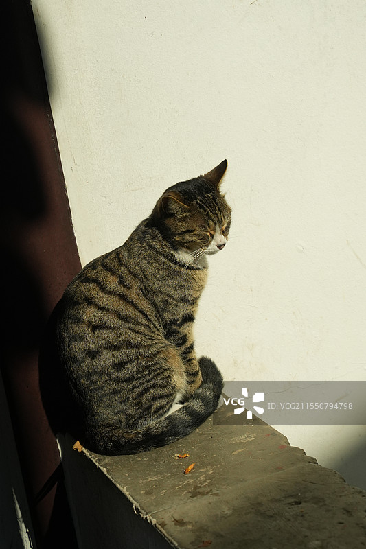 光影里的猫咪图片素材