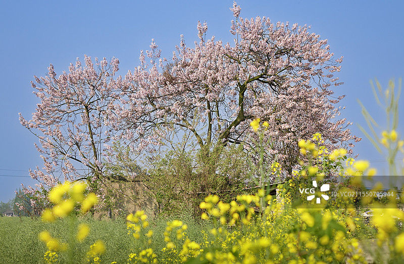 泡桐花图片素材