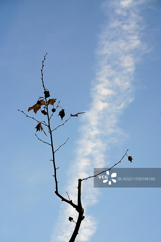 枯树也向往着天空图片素材
