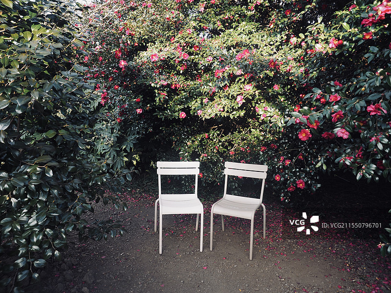 济州岛，山茶花之丘的秘密花园图片素材