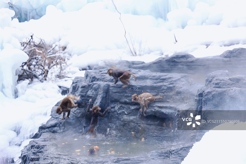 泡温泉的猴子图片素材