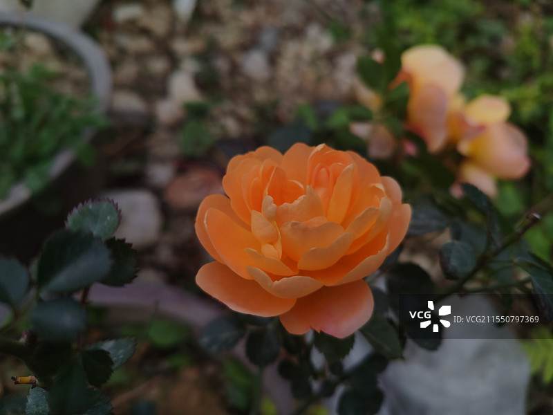 玫瑰有趣的灵魂，自带香气。图片素材