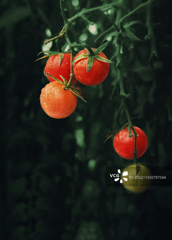 静物西红柿。图片素材