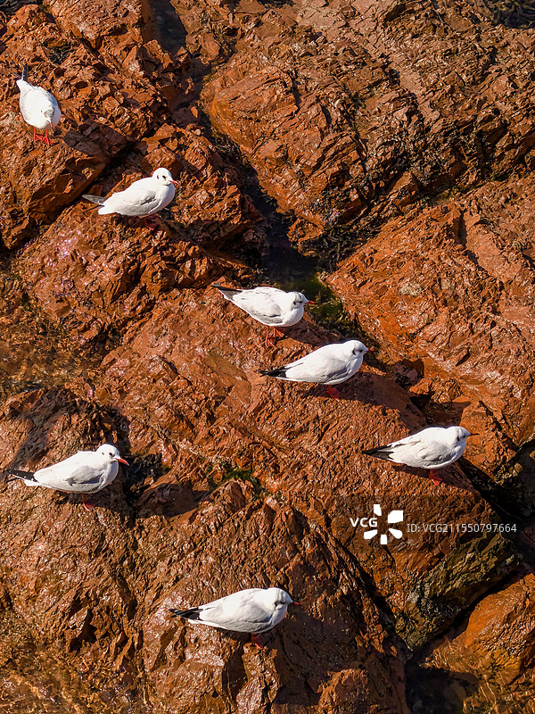 可爱海鸥队列，休息也排队有秩序图片素材