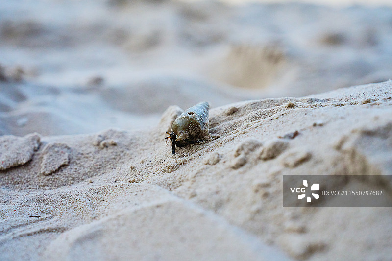 爬向海洋里的寄居蟹图片素材