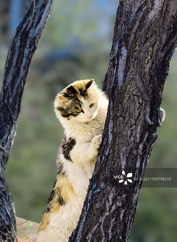 春天的午后，北宫国家森林公园，一只花猫趴在粗壮的树干上，惬意地眯着眼，看蚂蚁匆匆搬家，孩童打闹嬉戏。图片素材